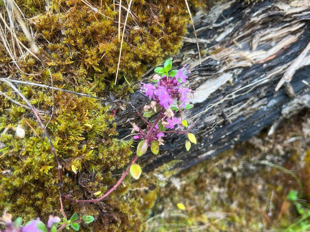 Sonja Trekking-San Vigilio必去景点