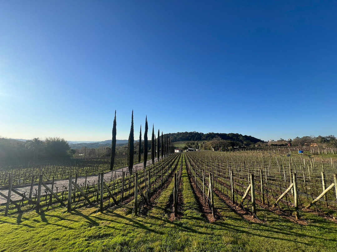 Almaunica Winerie-本图贡萨尔维斯必去景点