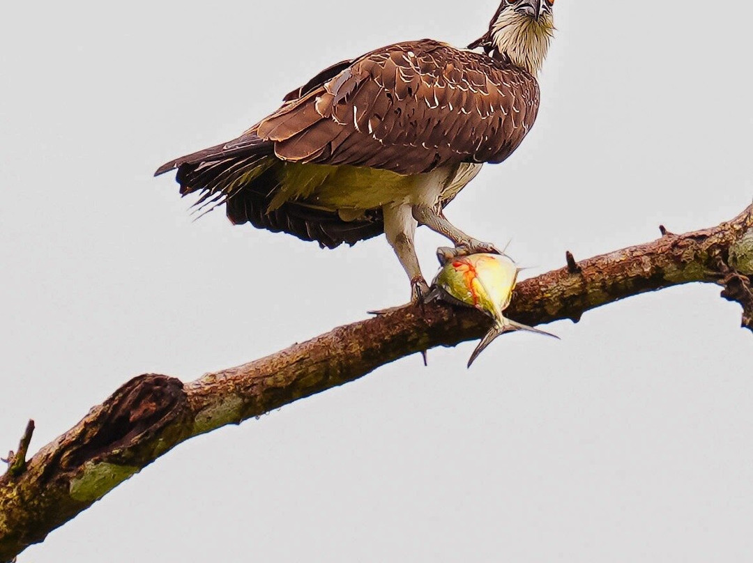 Alejandro Chaves Viquez Tour Guide-圣何塞必去景点