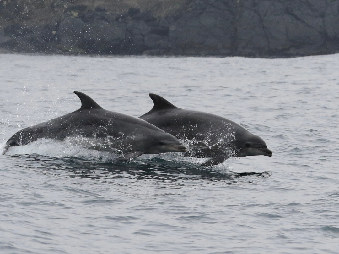 Minke Explorer-Chanaral de Aceituno必去景点