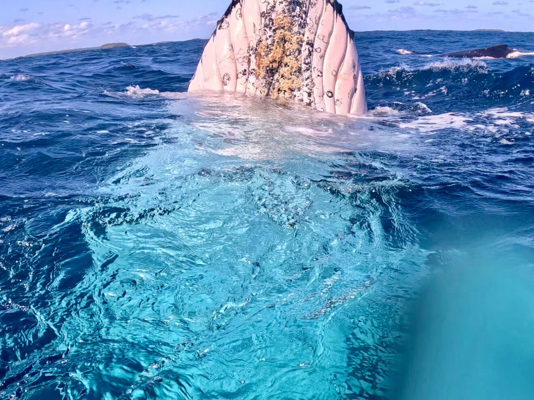 WhaleSwim Adventures-Neiafu必去景点