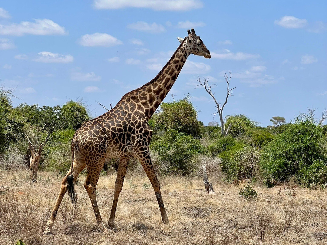 Ebano Safari Kenya-瓦塔木必去景点