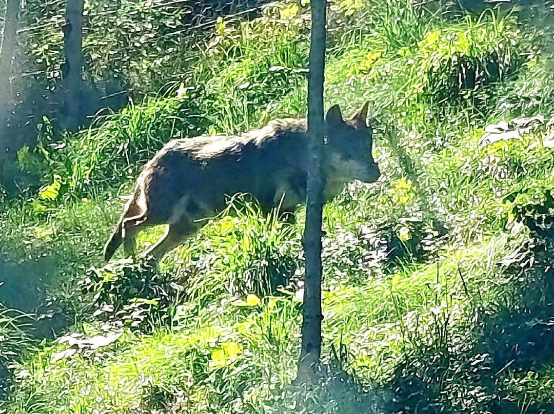Parc Animalier d'Introd-Introd必去景点