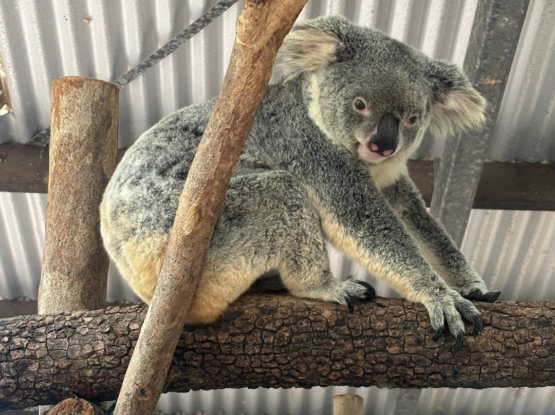 Selina Magnetic Island & The Koala Park-Horseshoe Bay必去景点