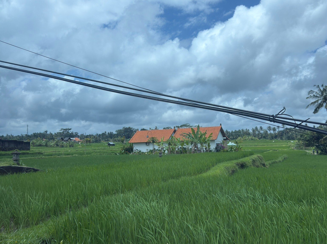 Driver Ubud-乌布必去景点