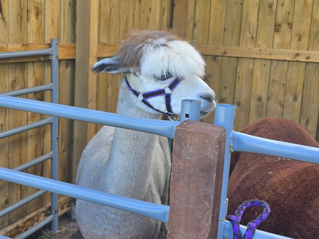 Loch Ness Alpacas-因弗内斯必去景点