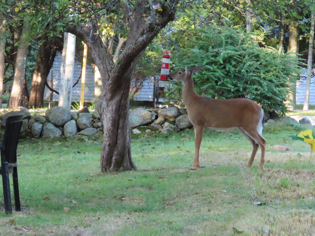 Picket Fence Motel主图