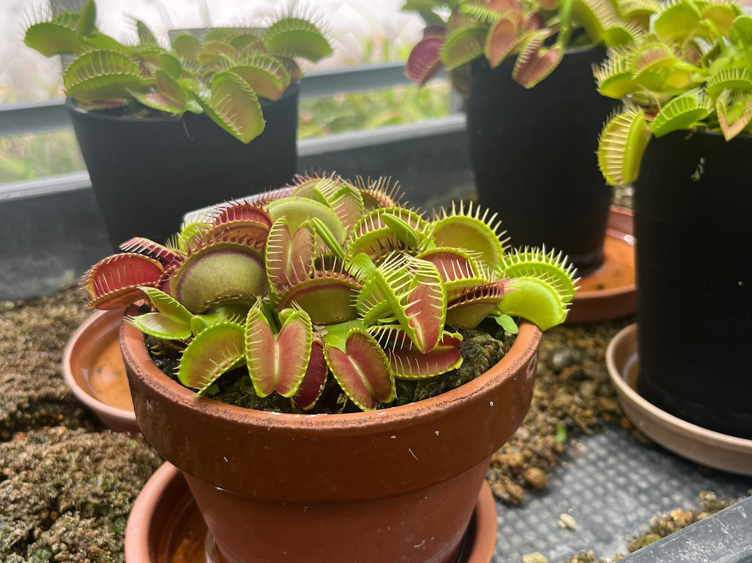 梦之岛热带植物室-江东区必去景点