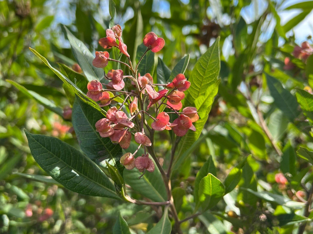 HaLoMi Trekker-Senaru必去景点