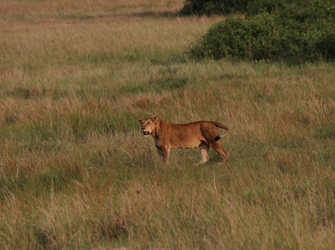 Uzuri Uganda Safaris-坎帕拉必去景点