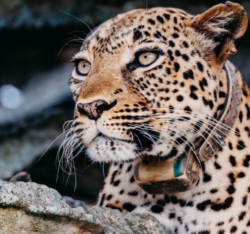 Gorilla League safaris-Kanungu必去景点