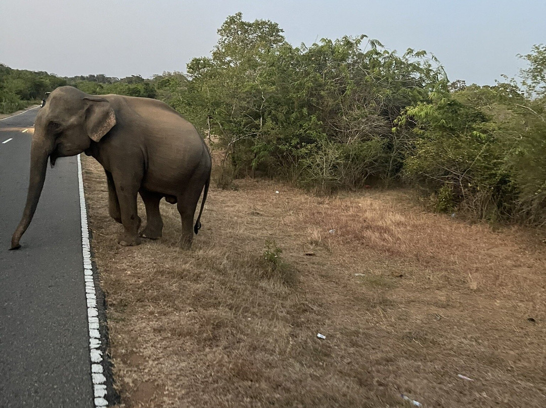 Lanka Tracker - Day Tours-马塔拉必去景点