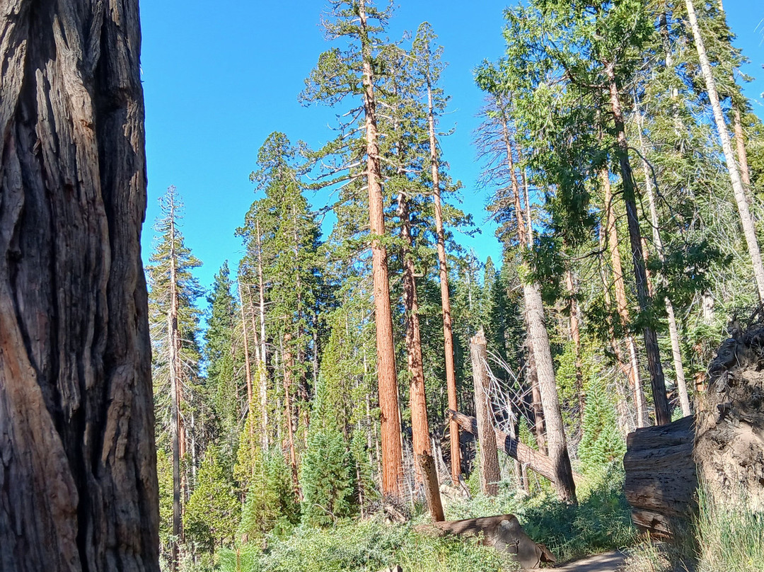 Mariposa Grove of Giant Sequoias-优胜美地国家公园必去景点