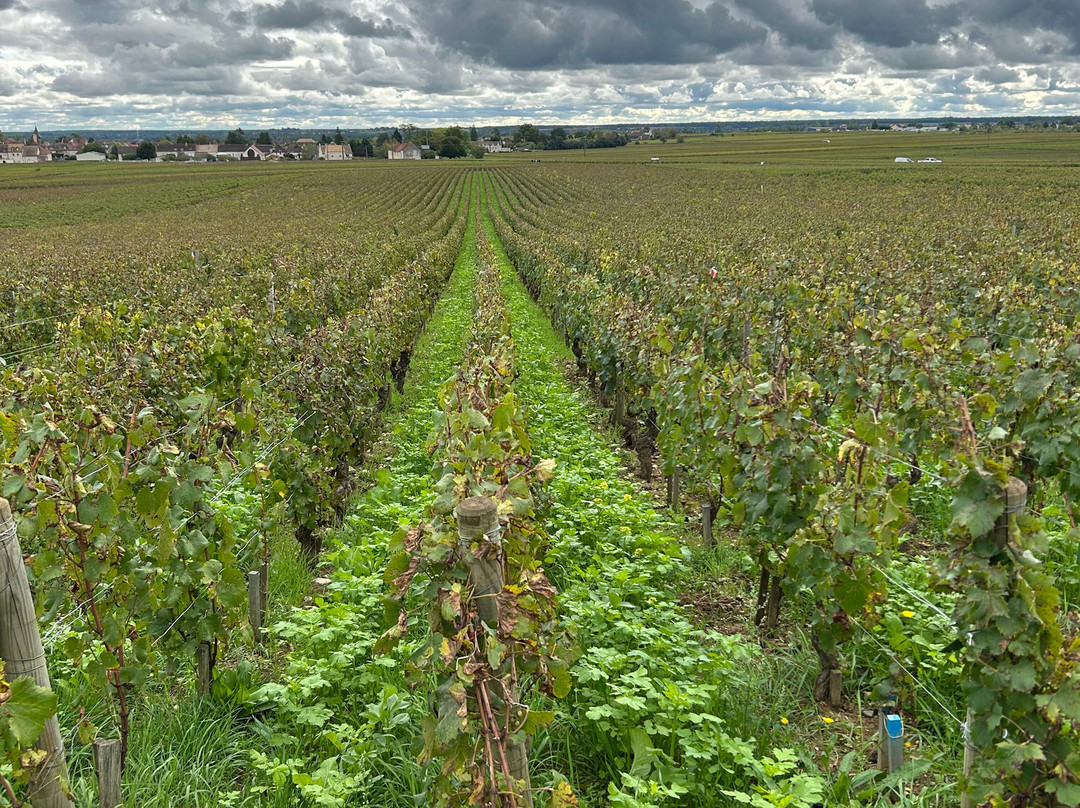Chemins de Bourgogne-第戎必去景点