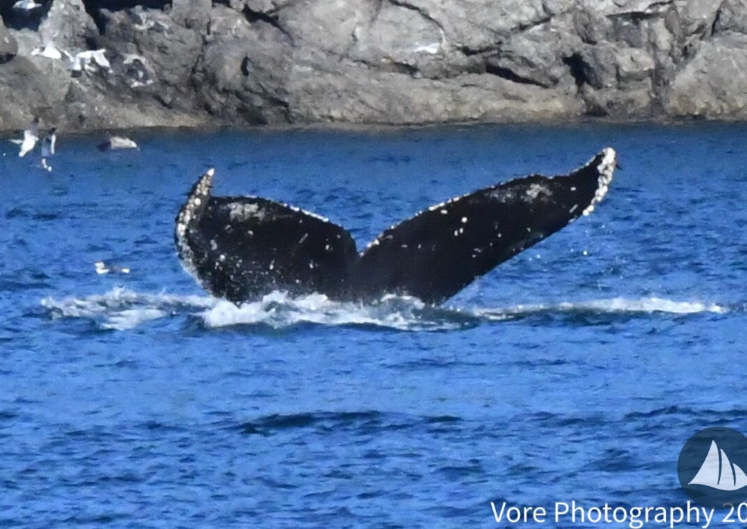 Deer Harbor Charters-Deer Harbor必去景点