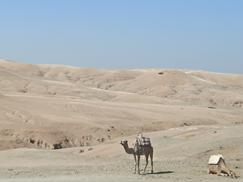 Jony Travel-马拉喀什必去景点