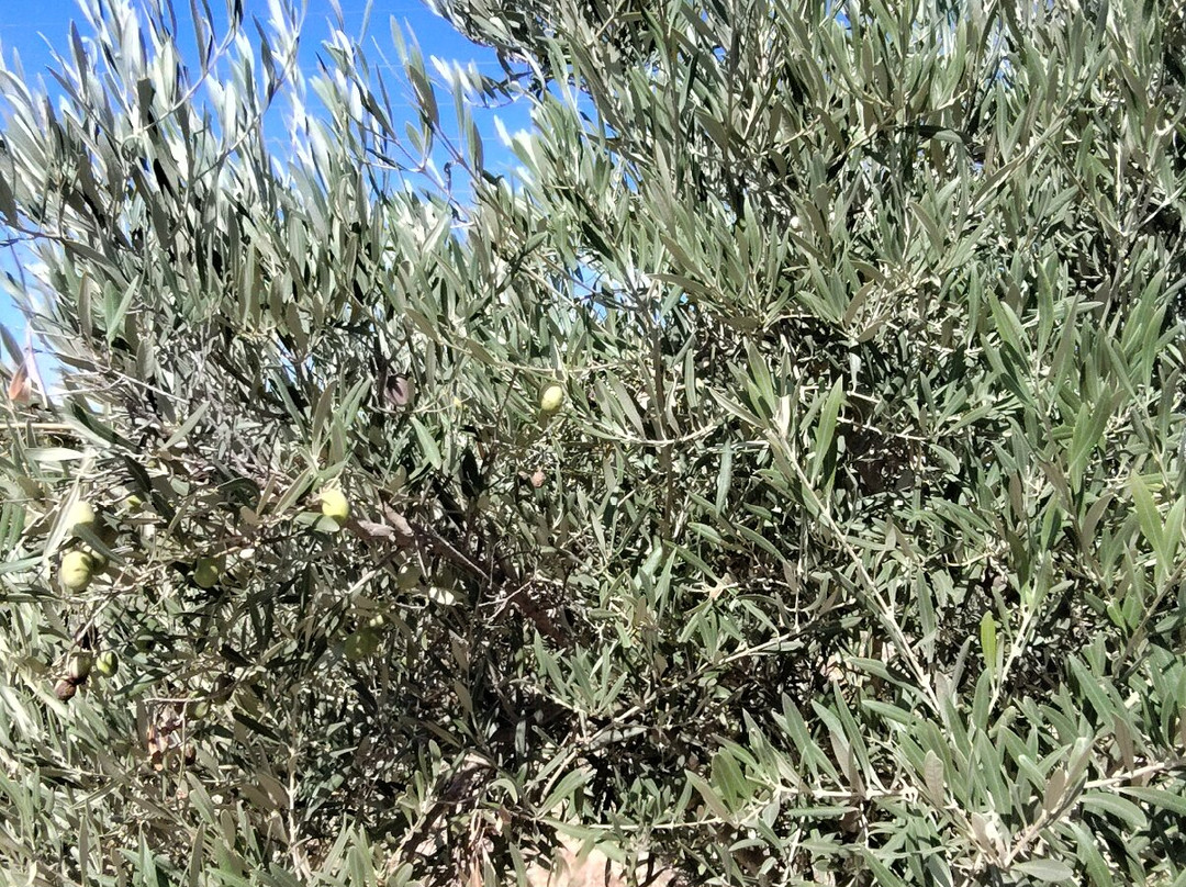 Taste Algarve - Day Lessons-塔维拉必去景点