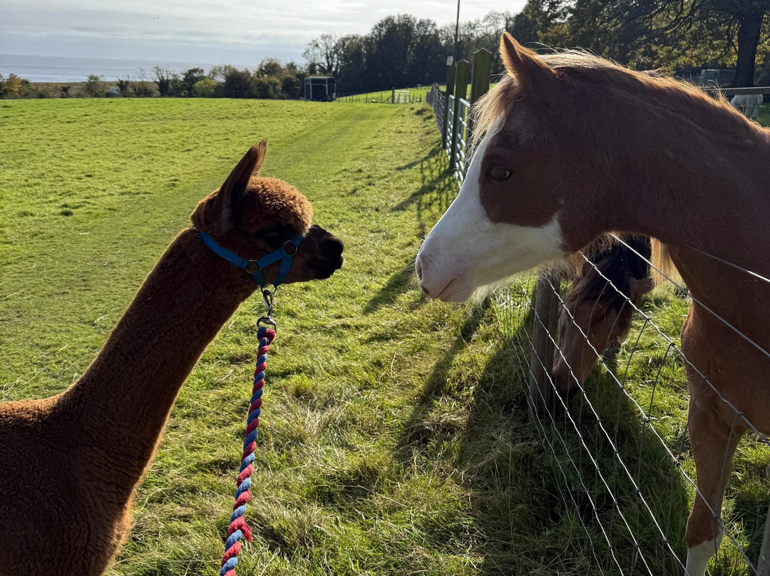 Bardsea Alpacas And Llamas-Bardsea必去景点