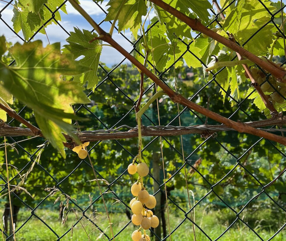 Weingut und Buschenschank Albert-Kitzeck im Sausal必去景点