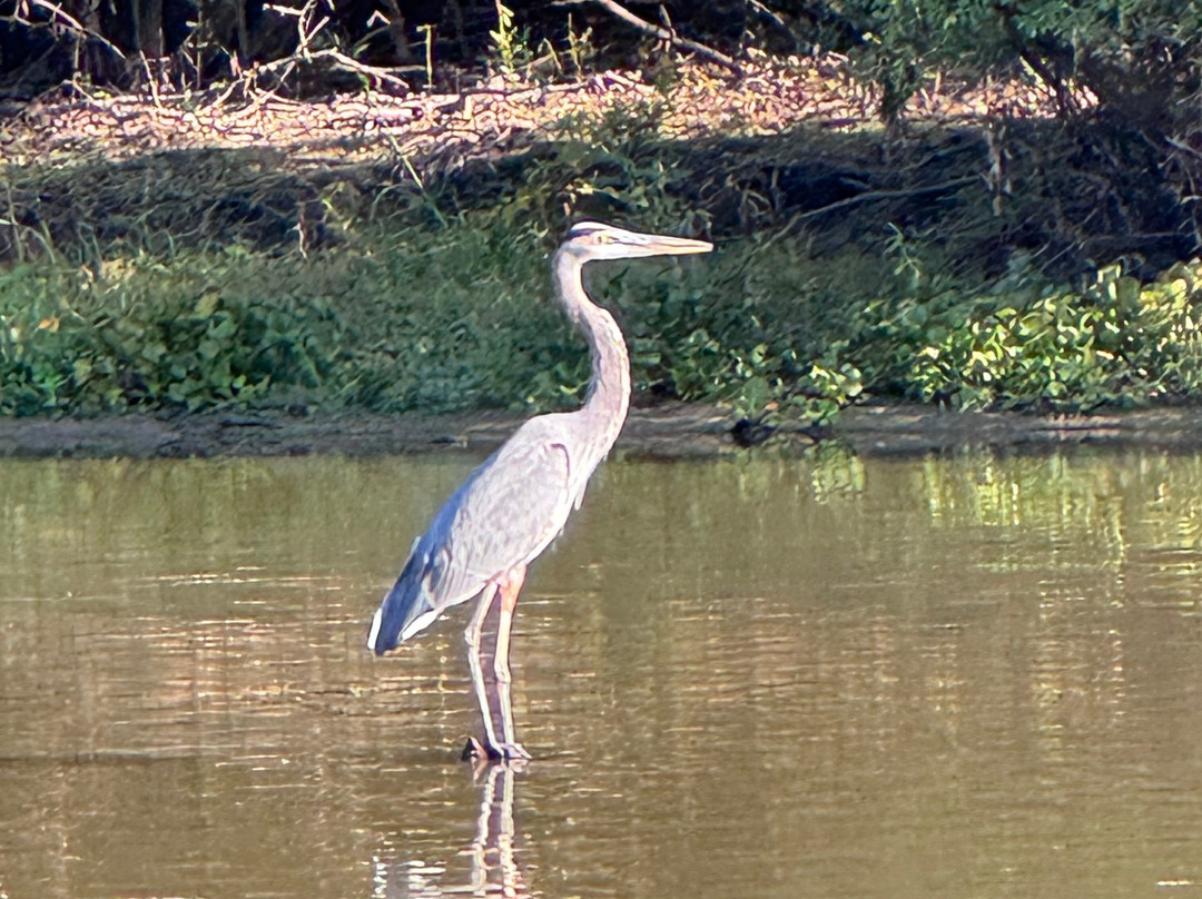 Cajun Customized Excursions-Arnaudville必去景点