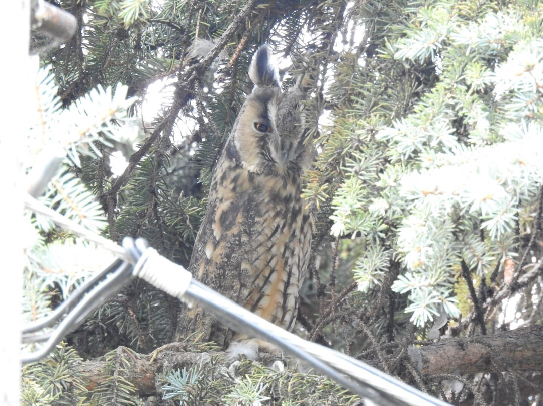 Wings of Hungary - birding and nature tours-凯奇凯梅特必去景点