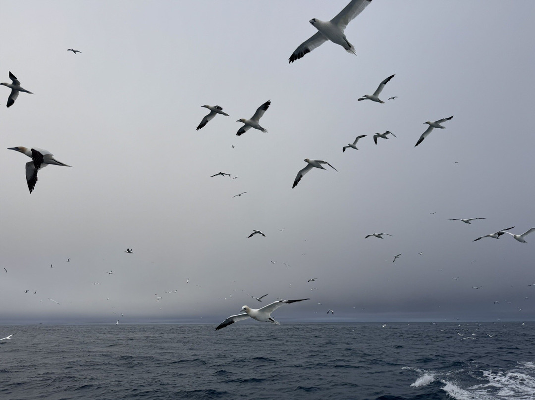 Seabirds and Seals - The Original Noss Boat Tours-Lerwick必去景点