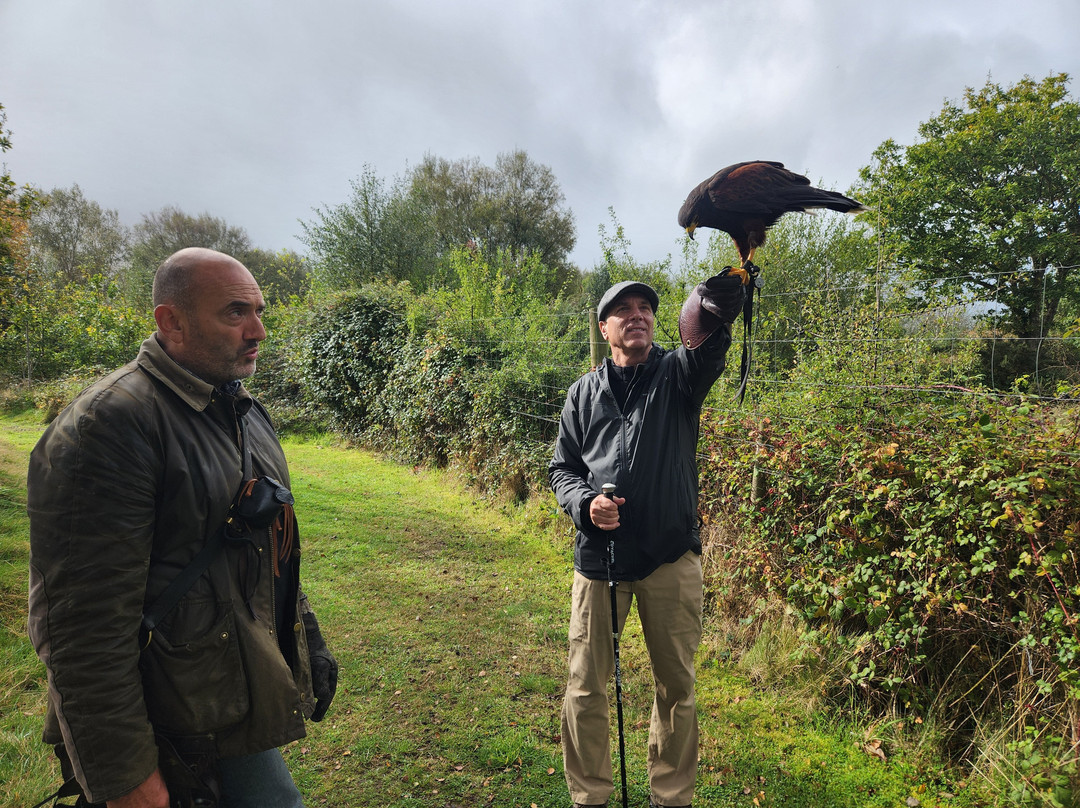 Killarney Falconry-基拉尼必去景点