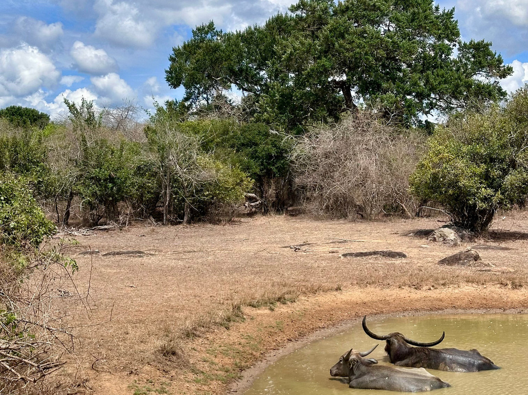 Npa Leopard Safari-蒂瑟默哈拉默必去景点