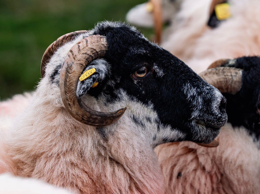 Kissane Sheep Farm-凯里郡必去景点