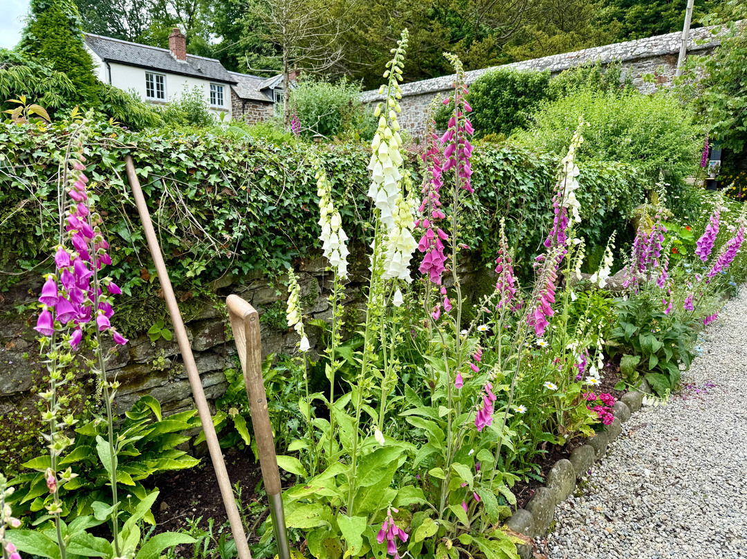 Clovelly Court Gardens-Clovelly必去景点