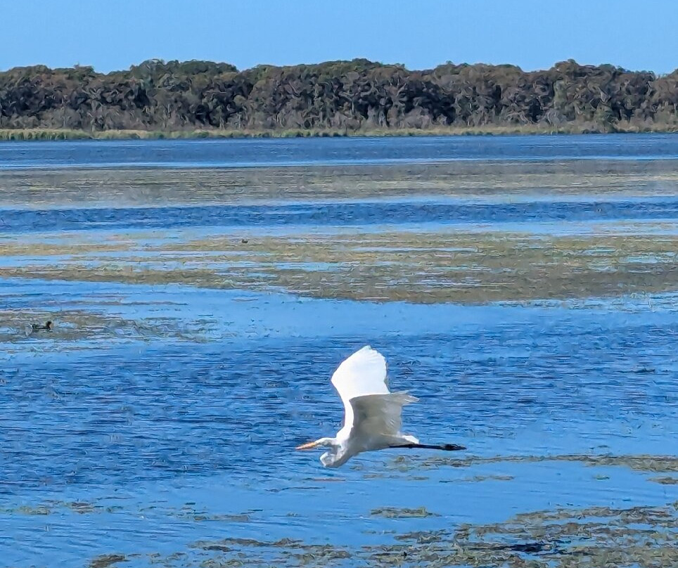 Swamp Fever Airboat Adventures-Lake Panasoffkee必去景点