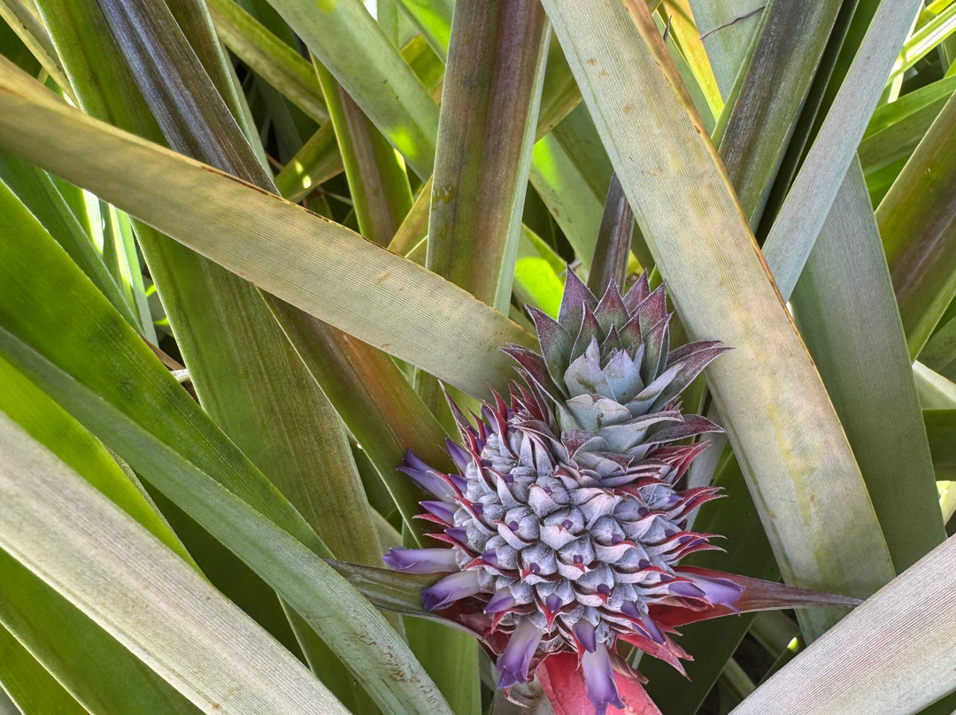 Sugarloaf Pineapple Farm-基拉韦厄必去景点