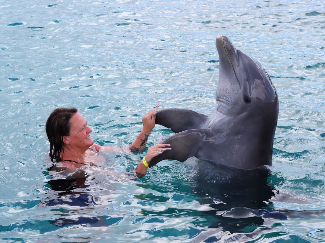 Dolphin Academy Curacao-威廉斯塔德必去景点