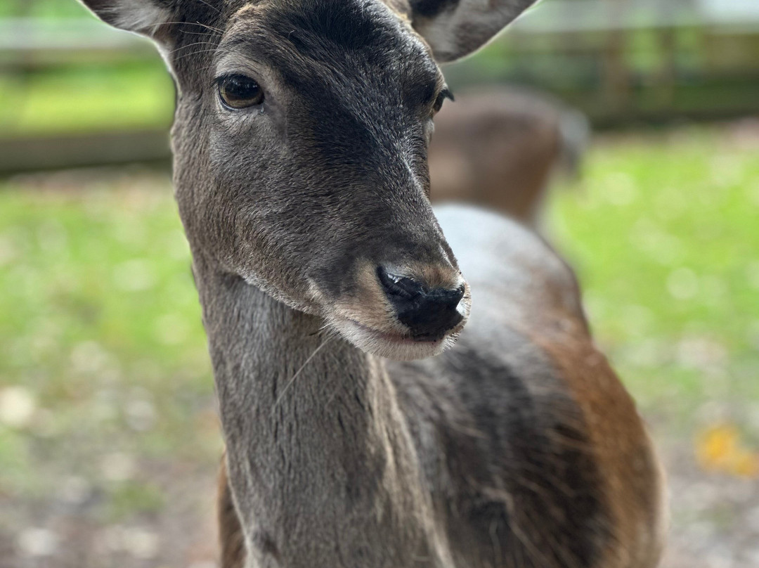 New Forest Wildlife Park-Ashurst必去景点