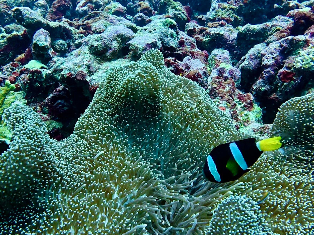 Amphibuzz Dive-Thulusdhoo Island必去景点