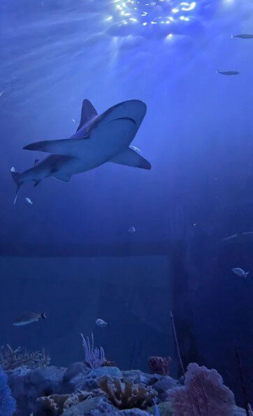 Mote Marine Laboratory & Aquarium-萨拉索塔必去景点