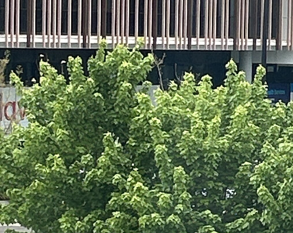 The Remington Orange主图