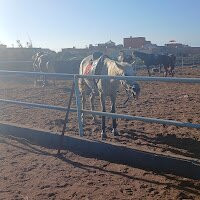 Horse Sidi Rahal-Sidi Rahal必去景点