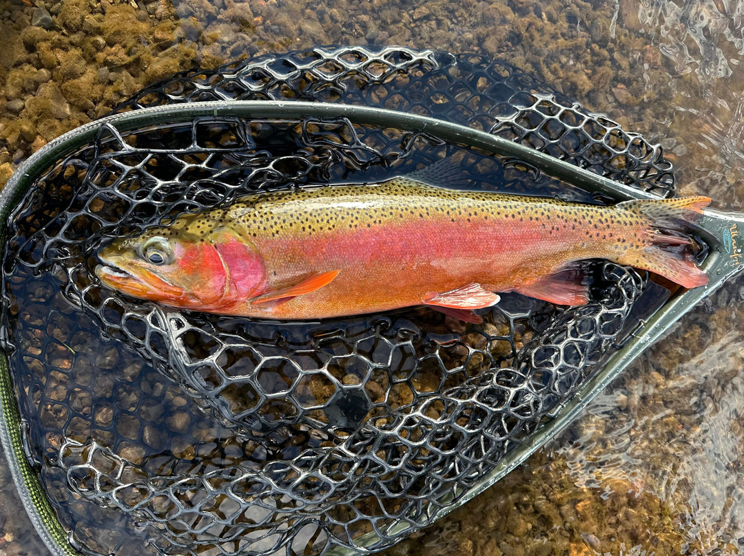 Matt Heron Fly Fishing-奥林匹克谷必去景点