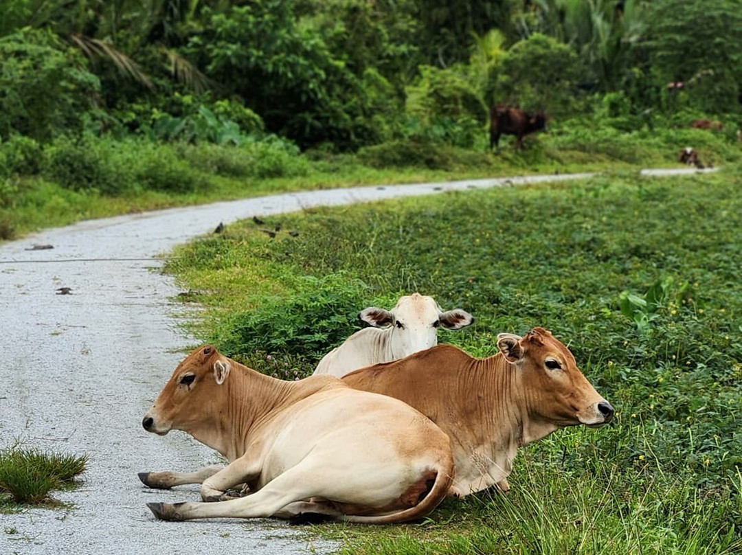 Ride Penang X Bicycle And Beyond-丹容武雅必去景点