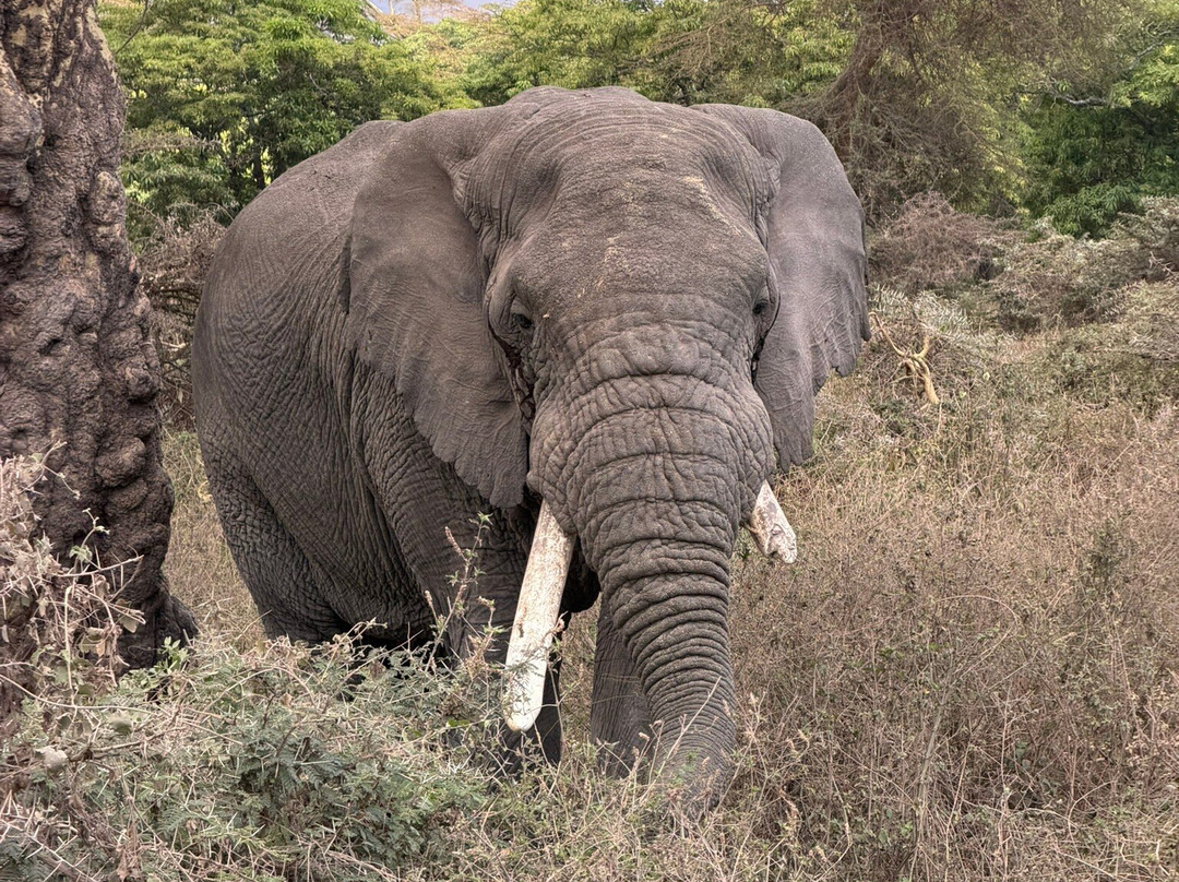 Unlimited Expeditions - The Soul Of Tanzania-阿鲁沙必去景点