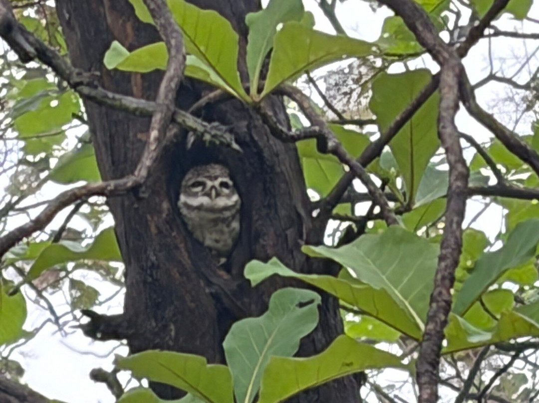 Club Mahindra Gir Resort主图