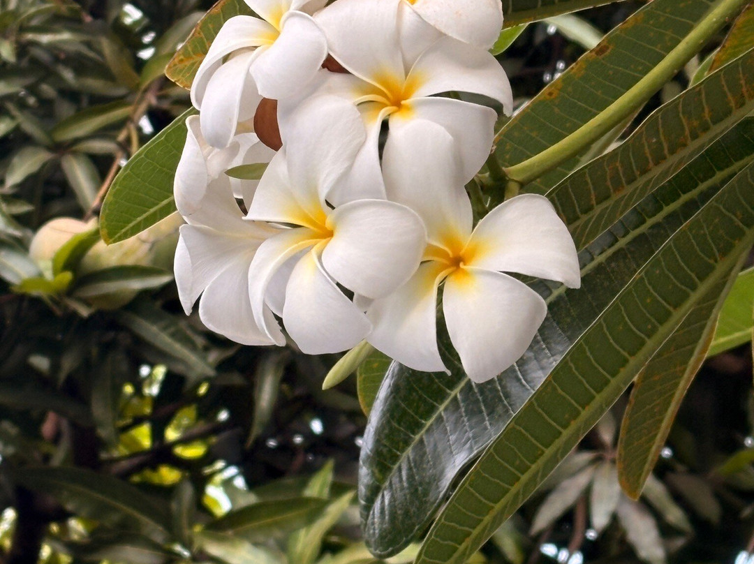 Pension Pare Lodge主图