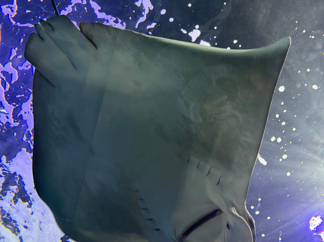 Aquarium At The Boardwalk-布兰森必去景点