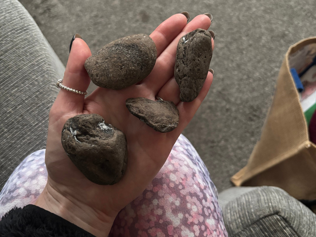 The Wobbly Fossiler-Charmouth必去景点