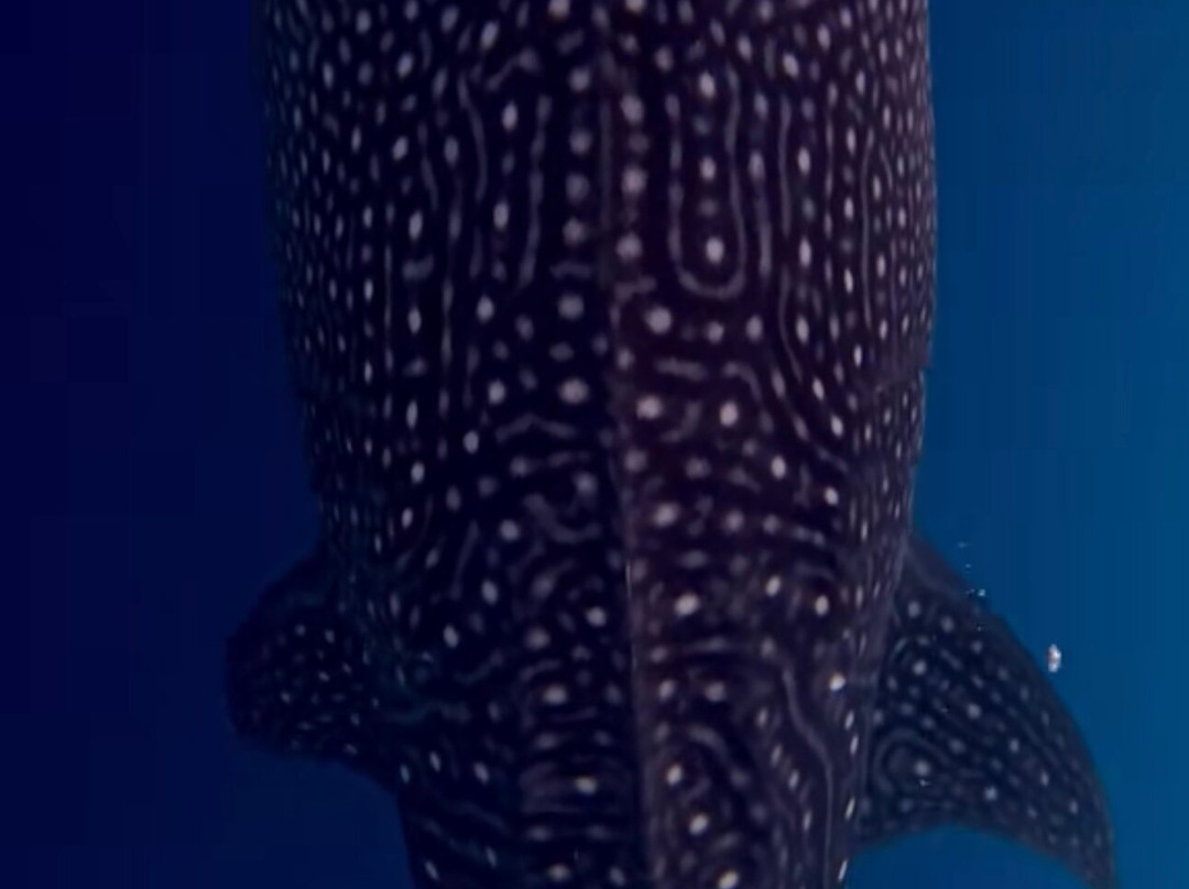 Sumbawa Holiday Tour-Sumbawa Besar必去景点