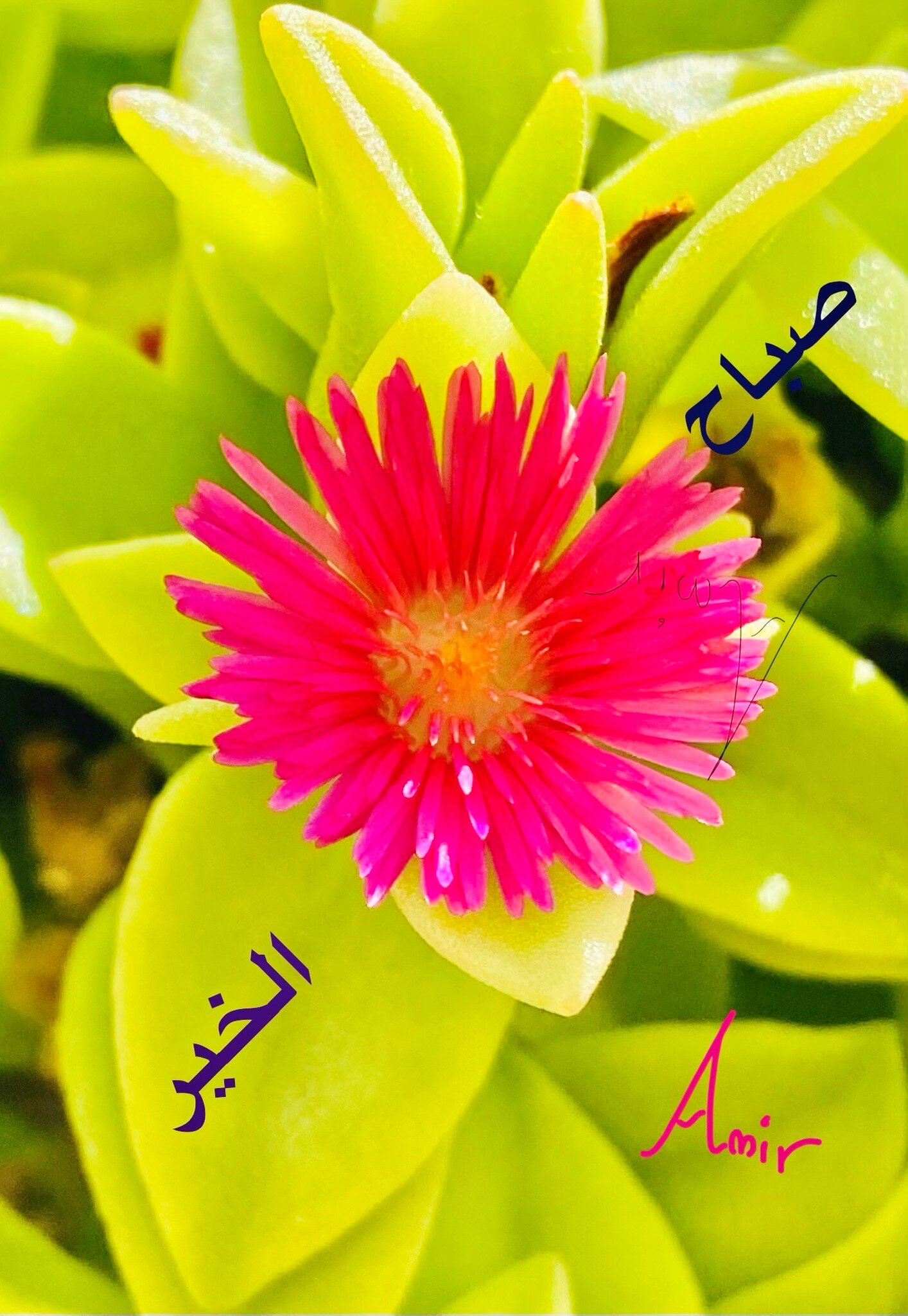 设拉子酒店-官方