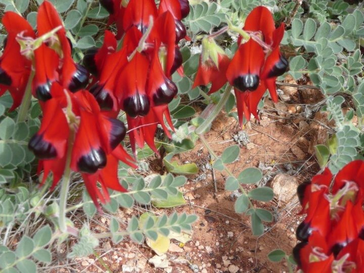 Gekko Safari - Outback Tours-Belair必去景点