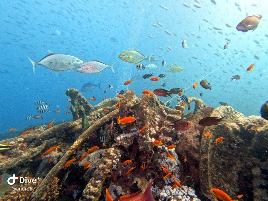 Sinai Dive Club-沙姆沙伊赫必去景点