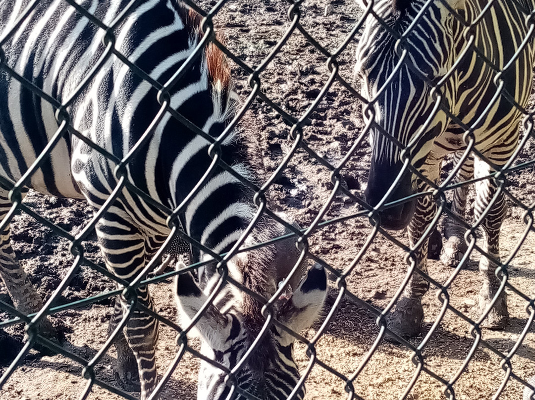 Zoo da Maia-Maia必去景点